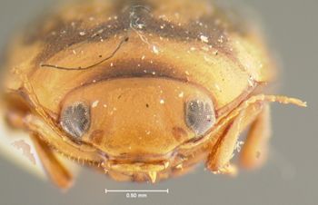 Media type: image;   Entomology 23952 Aspect: head frontal view